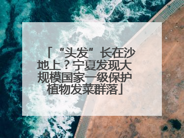 “头发”长在沙地上？宁夏发现大规模国家一级保护植物发菜群落