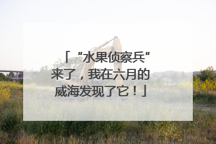 “水果侦察兵”来了，我在六月的威海发现了它！
