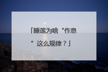 睡莲为啥“作息”这么规律？