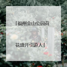 福州金山公园荷花盛开引游人