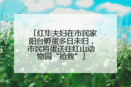 红隼夫妇在市民家阳台孵蛋多日未归，市民将蛋送往红山动物园“抢救”