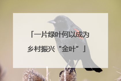 一片绿叶何以成为乡村振兴“金叶”