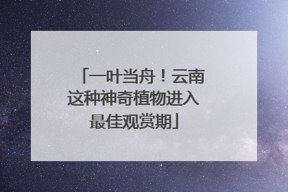 一叶当舟！云南这种神奇植物进入最佳观赏期