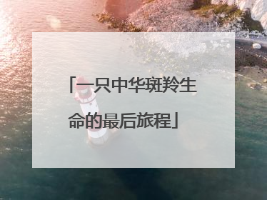 一只中华斑羚生命的最后旅程