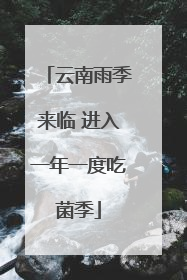 云南雨季来临 进入一年一度吃菌季