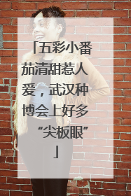 五彩小番茄清甜惹人爱，武汉种博会上好多“尖板眼”