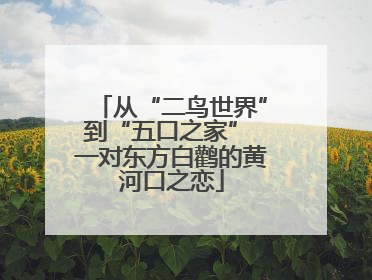 从“二鸟世界”到“五口之家” 一对东方白鹳的黄河口之恋