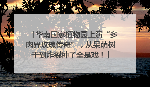 华南国家植物园上演“多肉界玫瑰传奇”，从呆萌树干到炸裂种子全是戏！