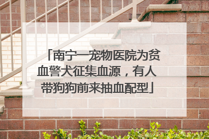 南宁一宠物医院为贫血警犬征集血源，有人带狗狗前来抽血配型