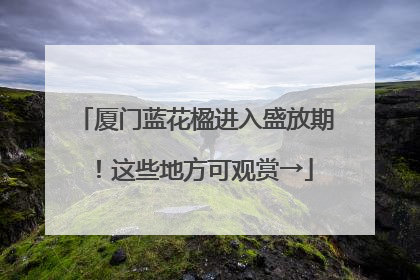 厦门蓝花楹进入盛放期！这些地方可观赏→
