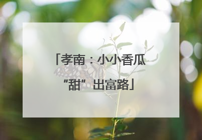 孝南：小小香瓜 “甜”出富路