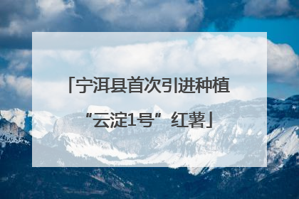 宁洱县首次引进种植“云淀1号”红薯