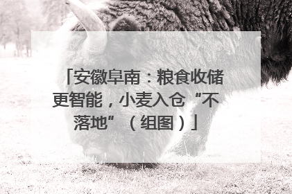 安徽阜南：粮食收储更智能，小麦入仓“不落地”（组图）