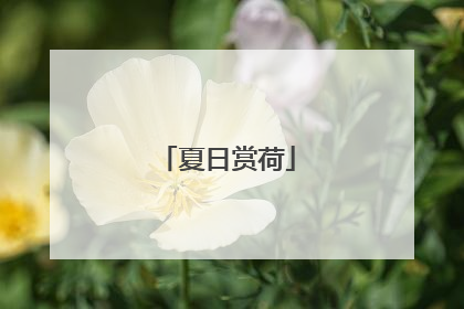 夏日赏荷