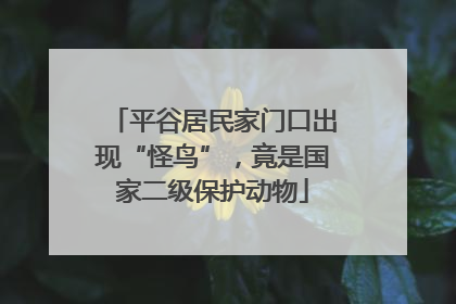平谷居民家门口出现“怪鸟”，竟是国家二级保护动物