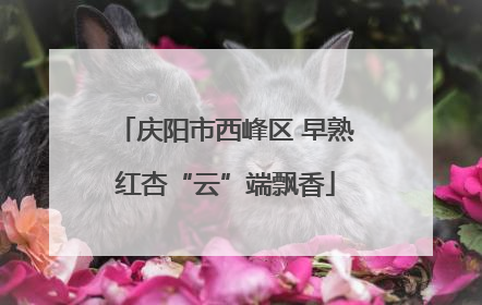 庆阳市西峰区 早熟红杏“云”端飘香