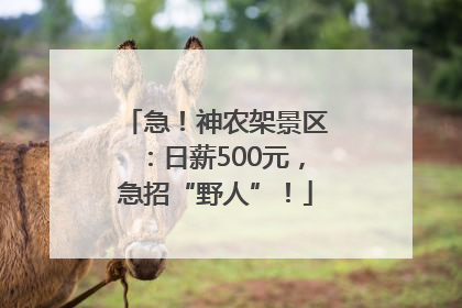 急！神农架景区：日薪500元，急招“野人”！