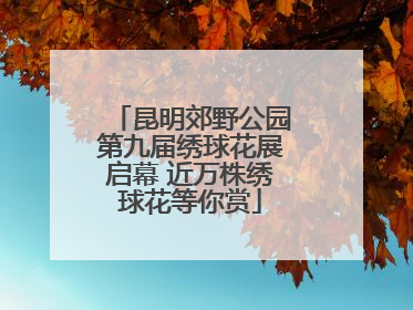 昆明郊野公园第九届绣球花展启幕 近万株绣球花等你赏