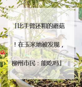 比手臂还粗的蘑菇！在玉米地被发现，柳州市民：能吃吗