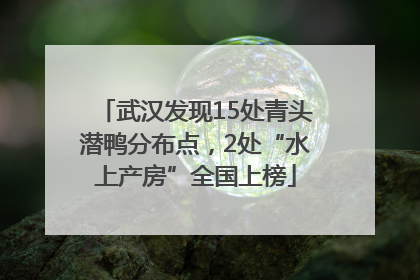 武汉发现15处青头潜鸭分布点，2处“水上产房”全国上榜