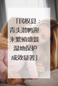 民权县：青头潜鸭迎来繁殖盛景 湿地保护成效显著