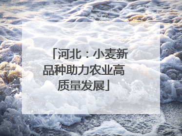 河北：小麦新品种助力农业高质量发展