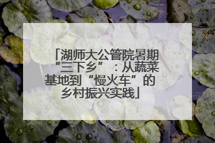 湖师大公管院暑期“三下乡”：从蔬菜基地到“慢火车”的乡村振兴实践