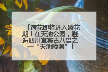 荷花即将进入盛花期！在天池公园，邂逅四川宜宾古八景之一“天池晚照”