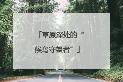 草原深处的“候鸟守望者”