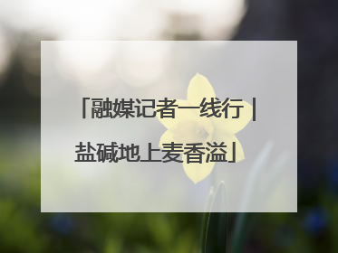 融媒记者一线行｜盐碱地上麦香溢