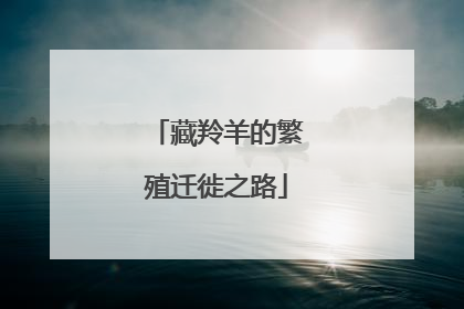 藏羚羊的繁殖迁徙之路