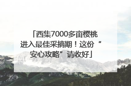 西集7000多亩樱桃进入最佳采摘期！这份“安心攻略”请收好