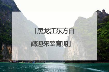 黑龙江东方白鹳迎来繁育期
