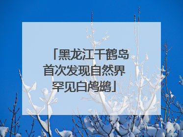 黑龙江千鹤岛首次发现自然界罕见白鸬鹚