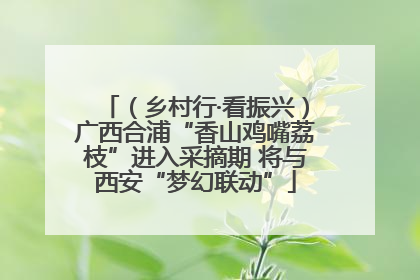 （乡村行·看振兴）广西合浦“香山鸡嘴荔枝”进入采摘期 将与西安“梦幻联动”