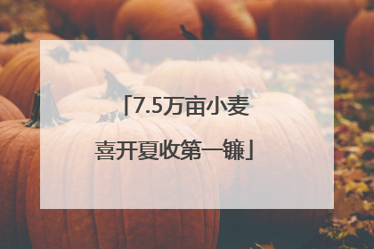 7.5万亩小麦喜开夏收第一镰